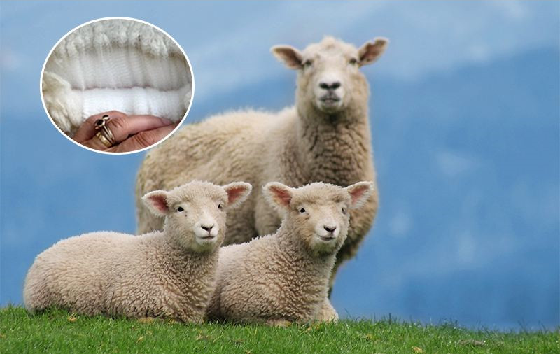 merino wool T shirts